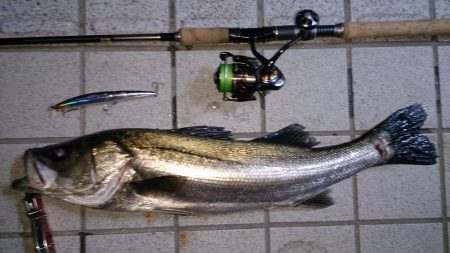 2015　初シーバス